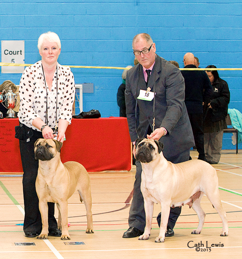 NBC Silver Jubilee Champ Show November 2013